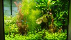 Dekoration im Aquarium Juwel Lido 120