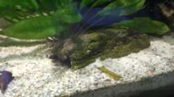 Dekoration im Aquarium 575er