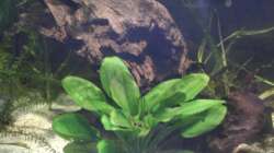 Dekoration im Aquarium 575er