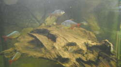 Besatz im Aquarium 575er