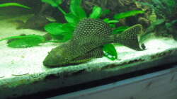 Besatz im Aquarium 575er