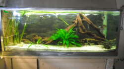 Aquarium 540er flösselhecht revier