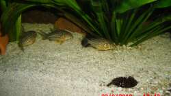 Besatz im Aquarium 540er flösselhecht revier