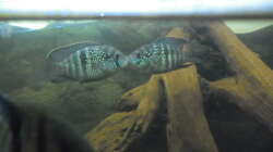 Besatz im Aquarium 540er flösselhecht revier