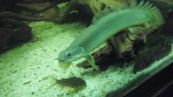 Besatz im Aquarium 540er flösselhecht revier