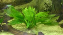 Dekoration im Aquarium 540er flösselhecht revier