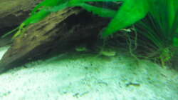 Besatz im Aquarium 540er flösselhecht revier