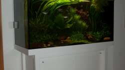 Aquarium Der Unterwasserdschungel