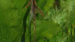 Der Störi beim Abhängen