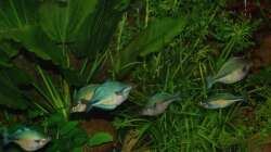 Sechs auf einen Streich