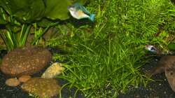 Steine und Bodengrund