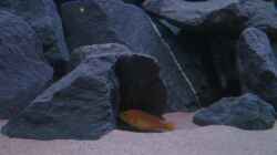Labidochromis caeruleus - Jungfisch