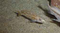 Nimbochromis fuscoteniatus