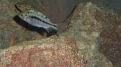 Besatz im Aquarium Malawi Räuber
