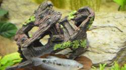 Dekoration im Aquarium Waterworld