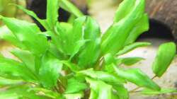 Pflanzen im Aquarium Waterworld