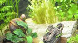 Dekoration im Aquarium Waterworld