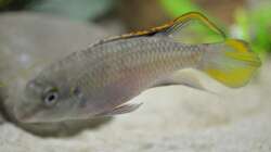 Besatz im Aquarium Waterworld