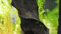 Dekoration im Aquarium Waterworld