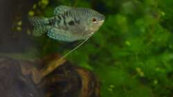 Besatz im Aquarium Waterworld