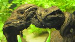 Dekoration im Aquarium Waterworld