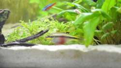 Besatz im Aquarium Waterworld