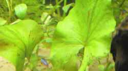 grüner Tigerlotus