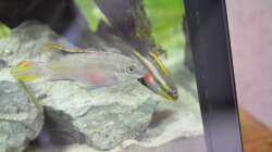 Besatz im Aquarium Waterworld