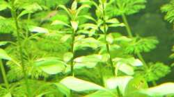 langsam wird die rote Ludwigia rot :)