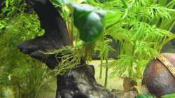 Dekoration im Aquarium Waterworld