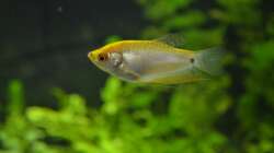 Besatz im Aquarium Waterworld