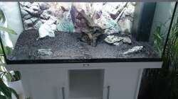 Dekoration im Aquarium Juwel Rio 180