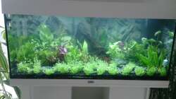 Pflanzen im Aquarium Juwel Rio 180