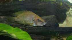 Altolamprologus calvus Männchen