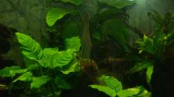 Anubias