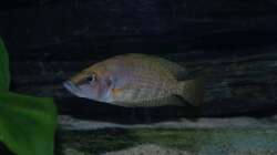 Altolamprologus calvus Weibchen