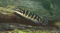 Julidochromis transcriptus `Bemba` Jungfisch