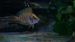 Besatz im Aquarium Aestuarium Tanganicanum