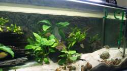 Aquarium Aestuarium Tanganicanum