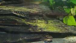 Besatz im Aquarium Aestuarium Tanganicanum