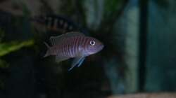 Besatz im Aquarium Aestuarium Tanganicanum