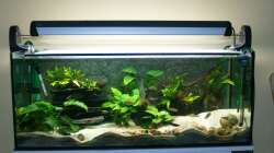 Aquarium Aestuarium Tanganicanum