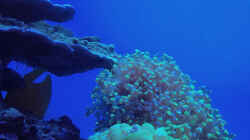 Pflanzen im Aquarium Schwings Reef