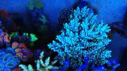 Dekoration im Aquarium Schwings Reef