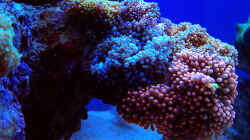 Pflanzen im Aquarium Schwings Reef