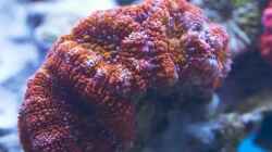 Besatz im Aquarium Schwings Reef