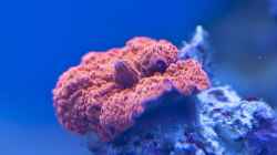 Besatz im Aquarium Schwings Reef