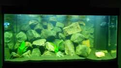 Dekoration im Aquarium Malawi 330Liter