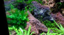 Pflanzen im Aquarium A red one aufgelöst