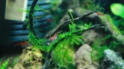 Besatz im Aquarium A red one aufgelöst